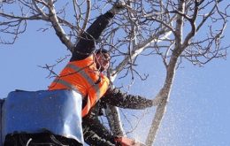 5 Things to Explore With the a Tree Surgeon